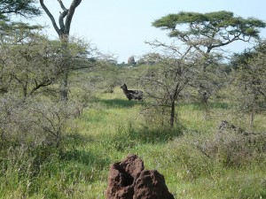 tanzania safari