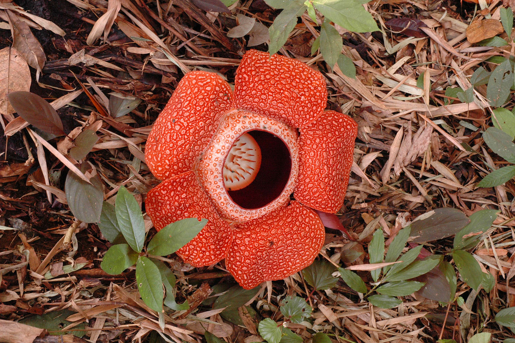 The Giant Rafflesia Flowers