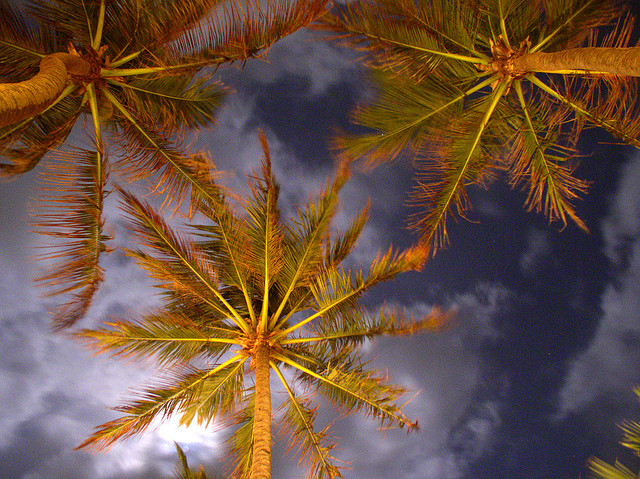 palm trees